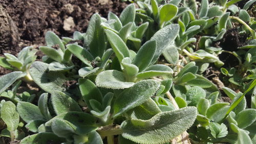 Close-up of succulent plant