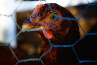 Close-up of hen seen through fence