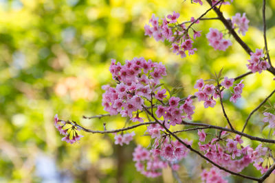 Close-up of pink cherry blossoms in spring