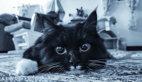 Close-up portrait of black cat
