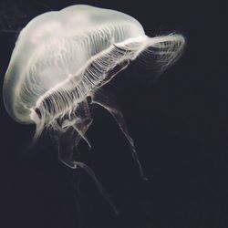 Close-up of jellyfish over black background