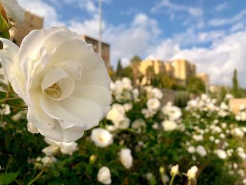 Close-up of white flowering plants against sky