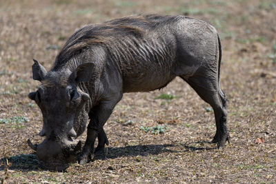 Warthog standing on field