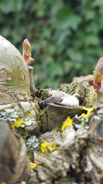 Close-up of flower on rock