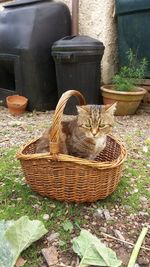 Cat sitting in basket