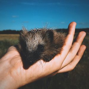 Close-up of hand holding hedgehog