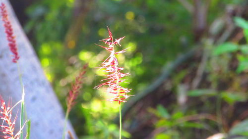 Close-up of plant against blurred background