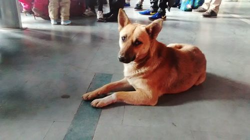 Dog standing on floor