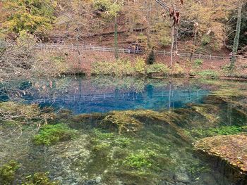 Scenic view of lake in forest