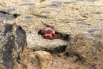 High angle view of crab on rock