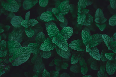 Full frame shot of fresh green leaves