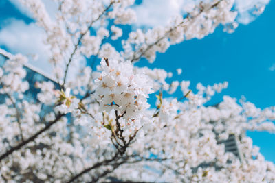 Close-up of white cherry blossoms in spring