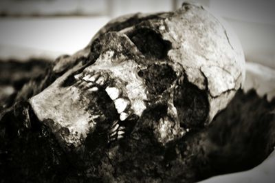 Close up of plant against blurred background