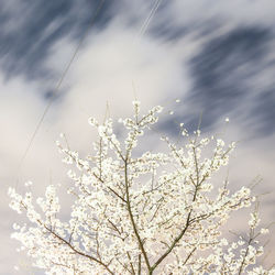 Low angle view of cherry blossom against sky