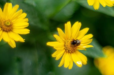 Close-up of bee on yellow flower