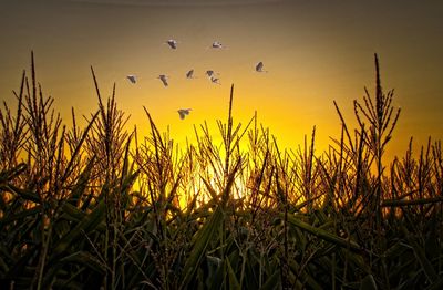 Plants growing on field against sky during sunset