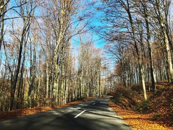 Road amidst trees in forest