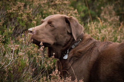 View of a dog looking away