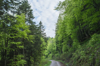 Dirt road amidst spring green trees in a forest