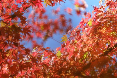 Low angle view of cherry blossom tree against sky