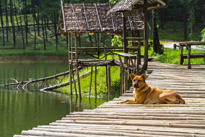 Lonely dog at bamboo raft in pang- oung lake park ,mae hong son province,thailand