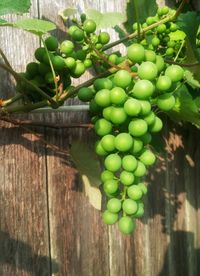 Plants growing in vineyard