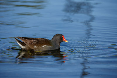 Close-up duck swimming in lake