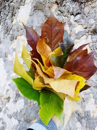 Close-up of autumn leaves