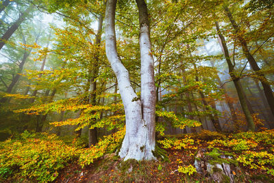 Trees in forest during autumn