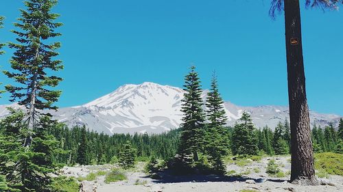 Pine trees on snowcapped mountains against clear sky