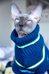 Close-up portrait of cat wearing sweater