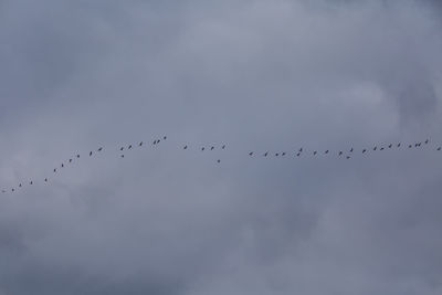 A beautiful scenery with a migratory birds flying above the sea. bird migration in autumn. 