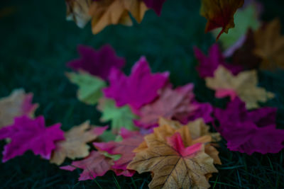 Close-up of pink flowering plants during autumn