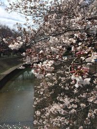 Pink flowers blooming on tree