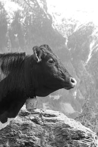 A cow  in front of the mountain 