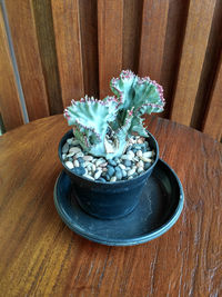 High angle view of potted plant on table