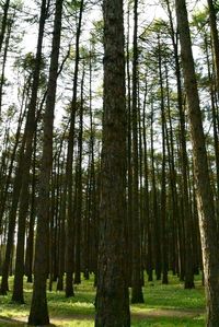 Trees in forest against sky