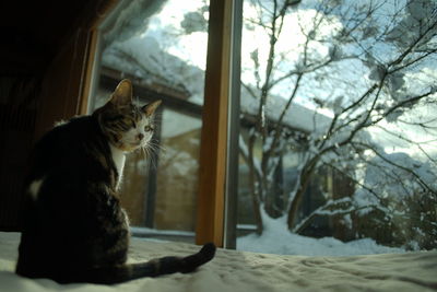 Portrait of tabby cat against the background of japanese garden covered with snow
