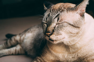 Close-up of cat resting