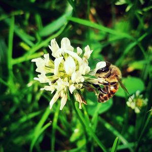 Close-up of bee on white flower