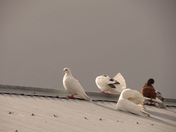 Seagulls perching on ground against clear sky