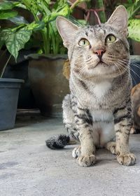 Portrait of cat sitting outdoors