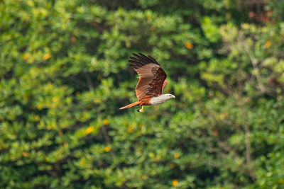 Bird flying against trees