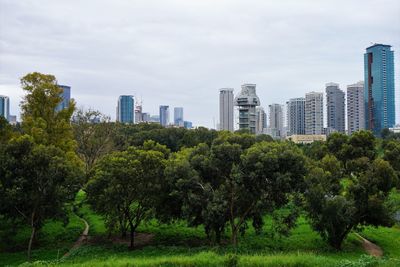 Trees and plants growing in city against sky