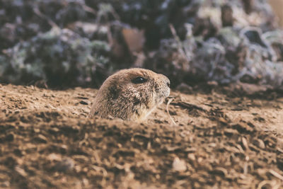 Close-up of prairie dog