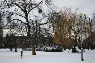 Trees on snow covered landscape