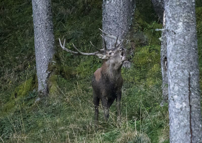 Deer in a forest