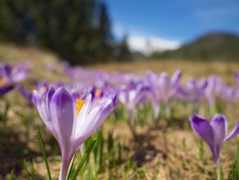 Close-up of purple crocus flowers on field