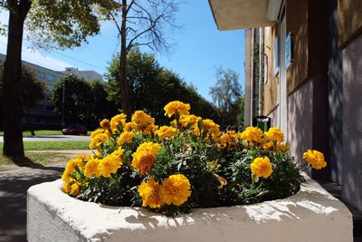 Close-up of yellow flowers blooming outdoors