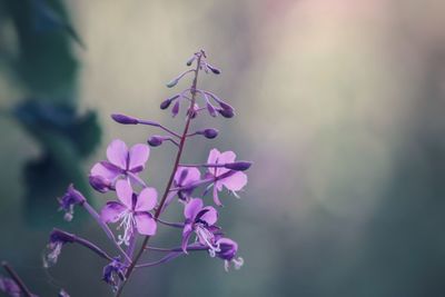 Fireweed growing on the side of ruby hill in okanogan county, washington usa